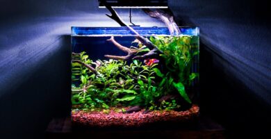 Acuarios para Bettas