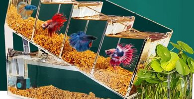 PECERAS MEDIANAS PARA BETTAS