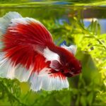 Betta Halfmoon