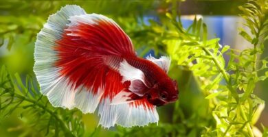 Betta Halfmoon
