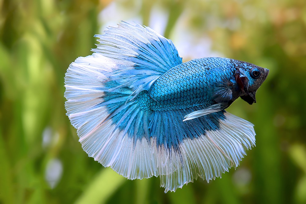 Betta Halfmoon Azul