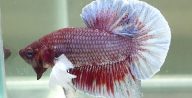 betta dumbo