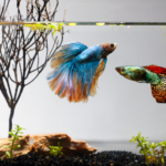 cuál es la mejor comida para un pez betta