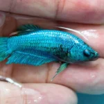 peces bettas hembras